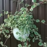 Plectranthus coleoides (Pianta dell’Incenso)