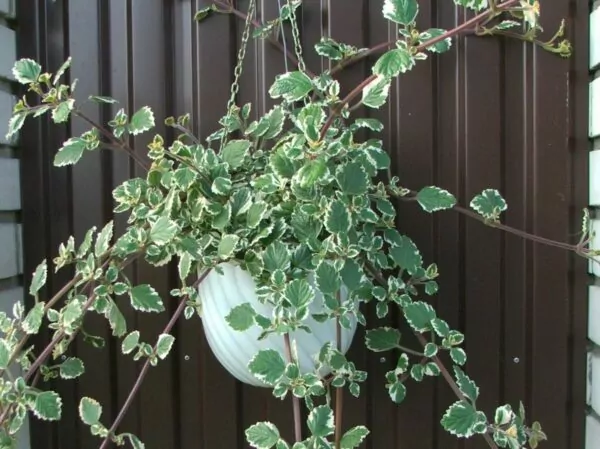Plectranthus coleoides (Pianta dell'Incenso)