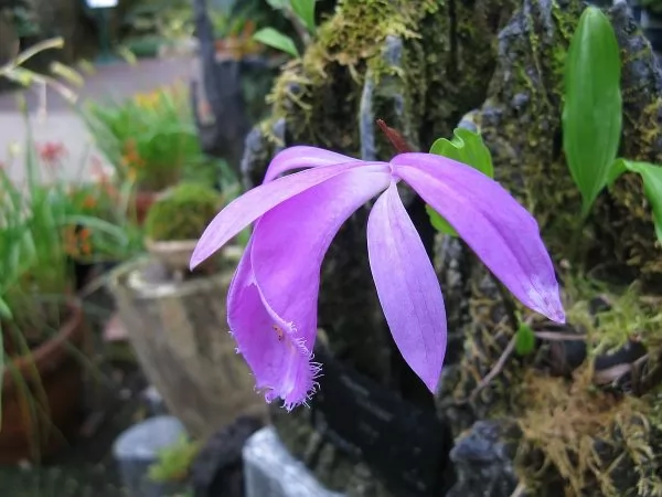 Orchidee Pleione