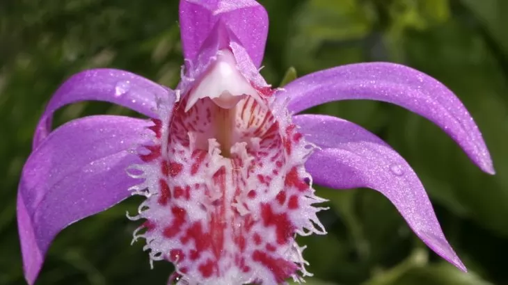 Orchidee Pleione
