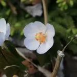 Podophyllum peltatum