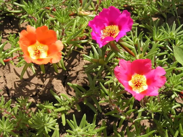 Particolare del fiore della Portulaca Grandiflora