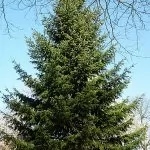Abete di Douglas (Pseudotsuga menziesii)