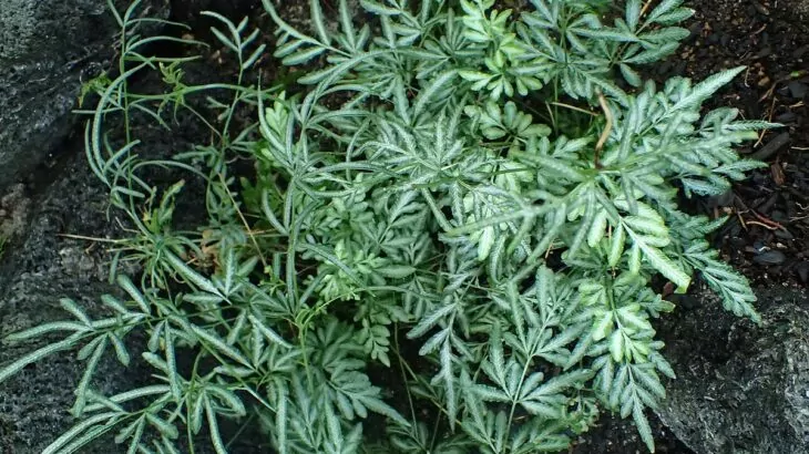 Felci Pteris