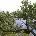 Quercia spinosa – Quercus coccifera