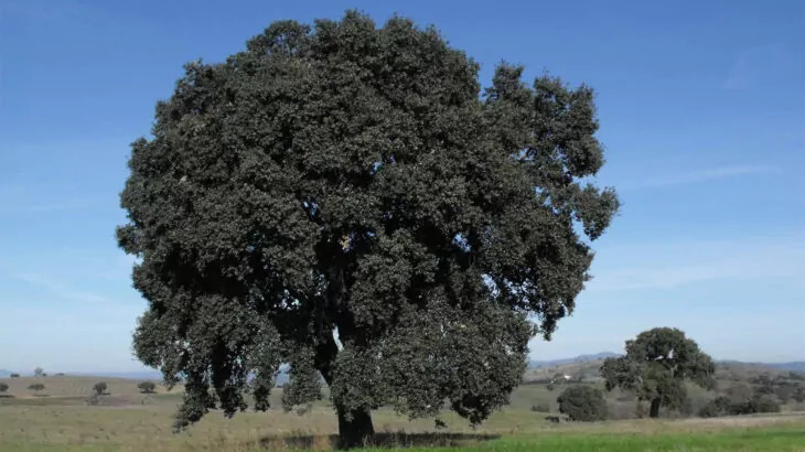 Sughera - Quercia da Sughero -  Quercus suber