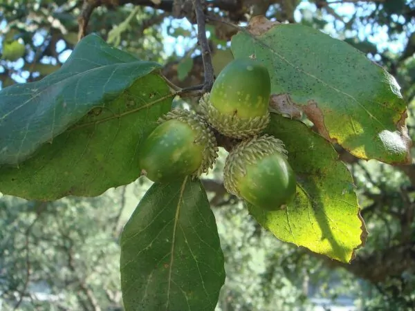 Sughera - Quercia da Sughero - Quercus suber