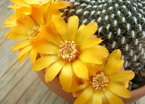 Rebutia arenacea