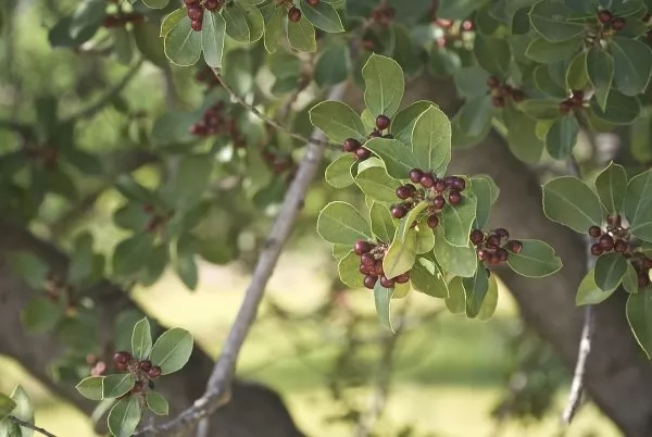 Alaterno (Rhamnus alaternus)