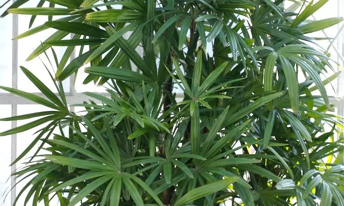 Palme rhapsis