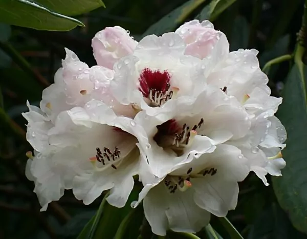 Rhododendron Grande