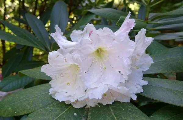 Rhododendron glanduliferum