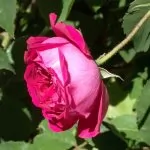 Rose Antiche