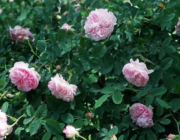 Rose tappezzanti: Quatre Saisons