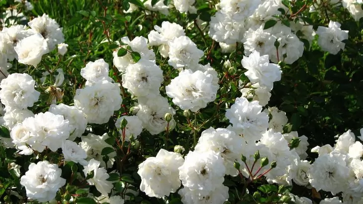 rose tappezzanti