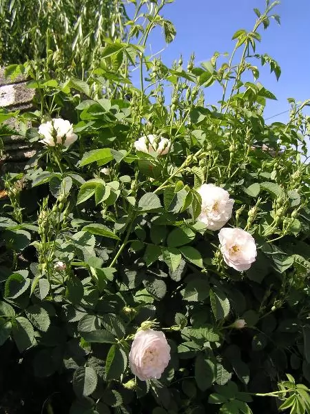 rose antiche alba Rosa Alba