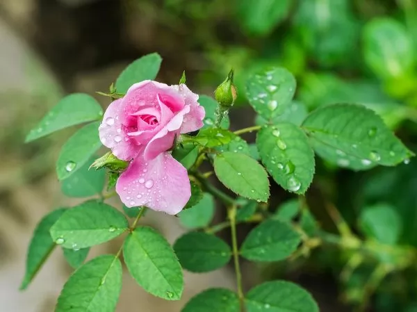 Rosa Chinensis , rose arbustive e paesaggistiche