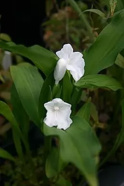 Roscoea nepalensis