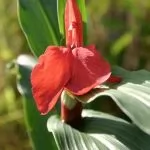 Roscoea