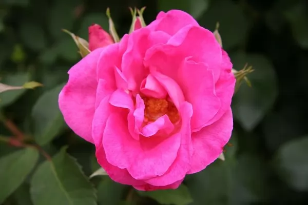 Rose ad alberello: Rosa Melrose  