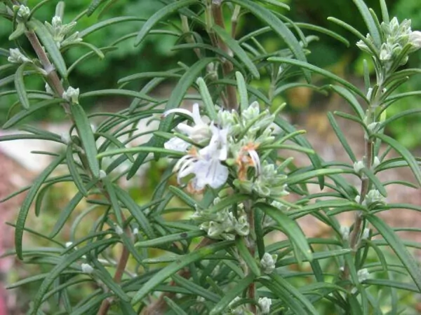Salvia rosmarinus Albus