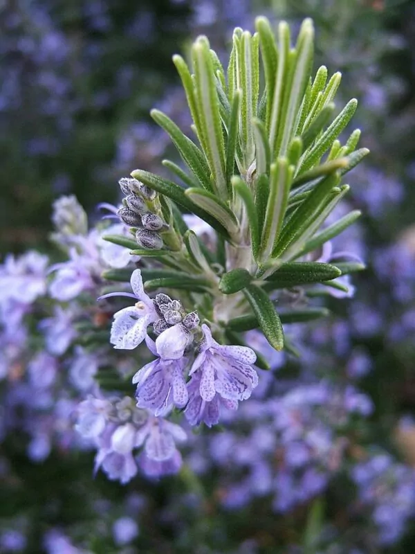 Salvia rosmarinus