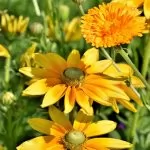 Rudbeckia