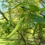 Salix alba – Salice Bianco
