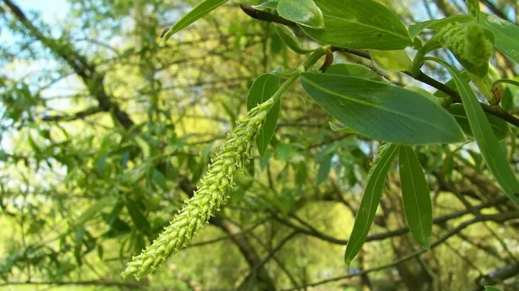 Salix alba