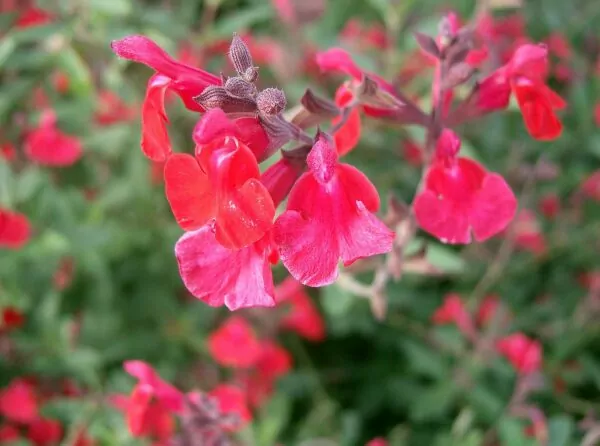 Salvia grahamii o Salvia microphylla