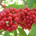 Sambuco rosso (Sambucus racemosa)
