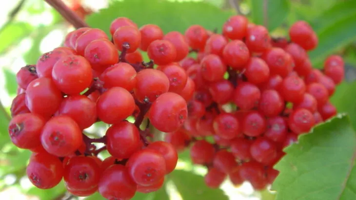 Sambuco rosso (Sambucus racemosa)