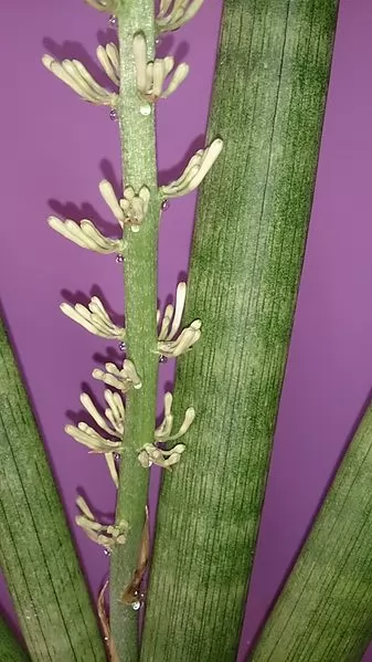 Sansevieria cylindrica: fiori 