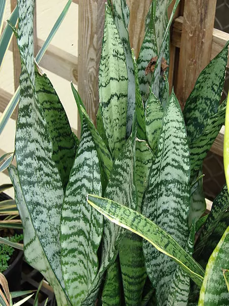 Sansevieria trifasciata 