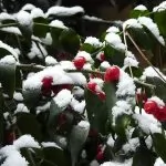 Sarcococca