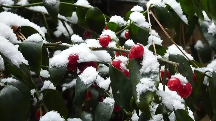 Sarcococca ruscifolia