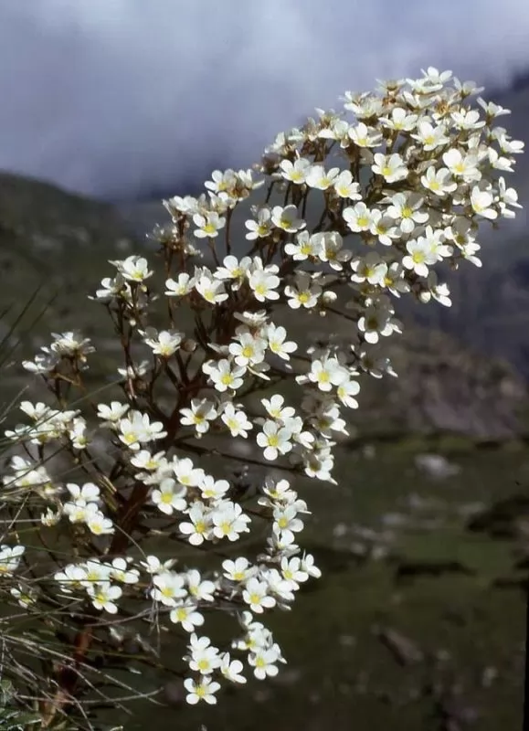 Sassifraga (Saxifraga)