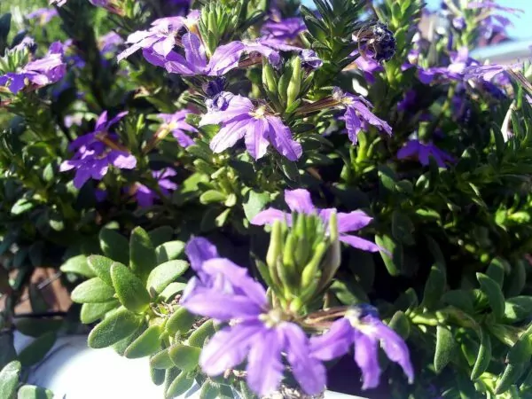 Scaevola aemula