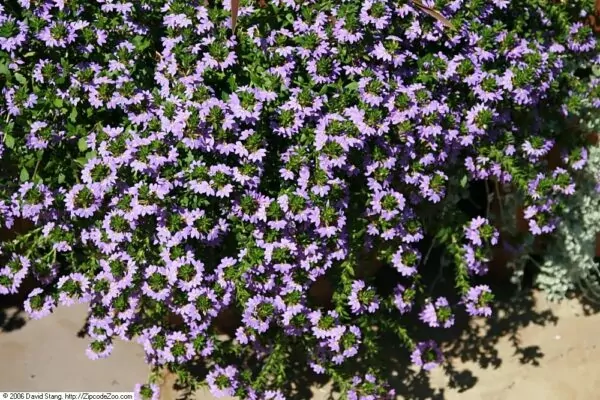 Scaevola aemula New Wonder