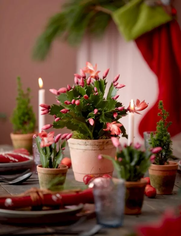 Schlumbergera rossa ibrido