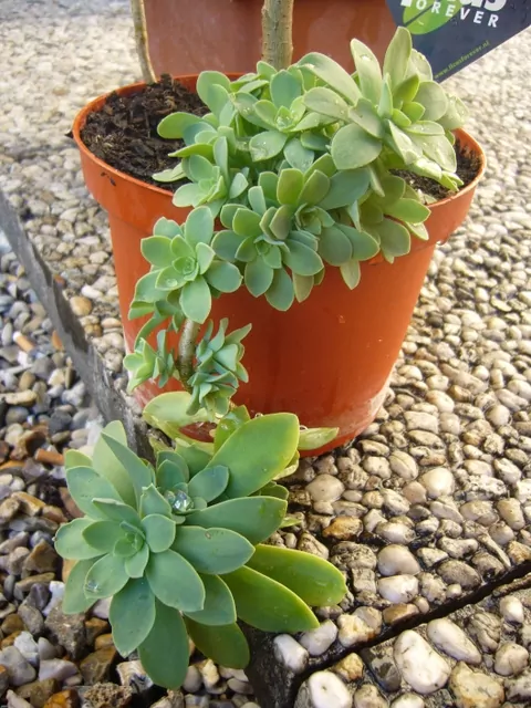 Sedum palmeri