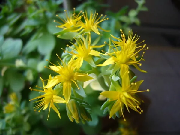 Sedum palmeri