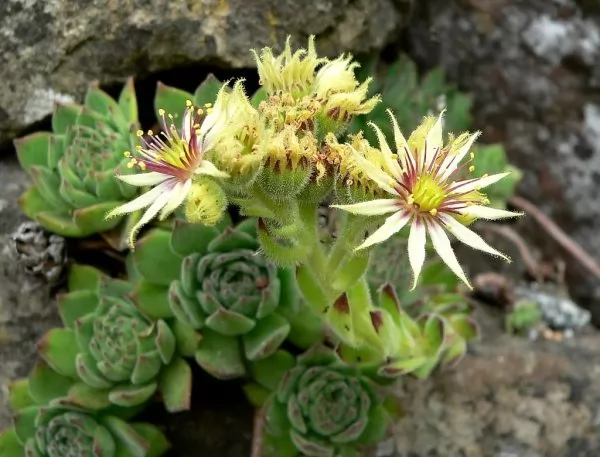 sempervivum grandiflorum