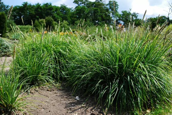 Sesleria autumnalis 