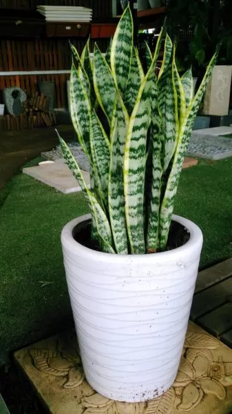 sansevieria trifasciata coltivazione in vaso