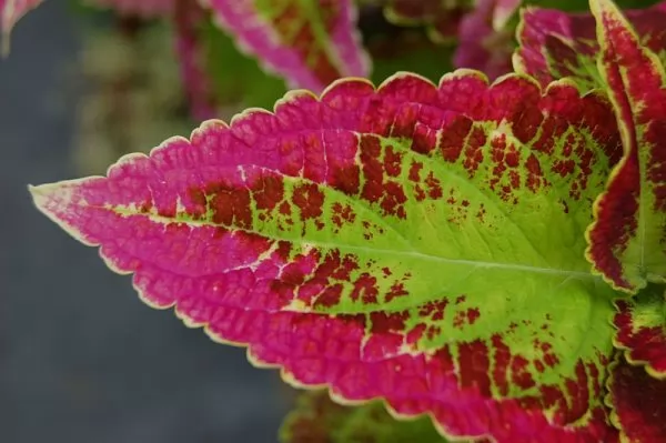 coleus 