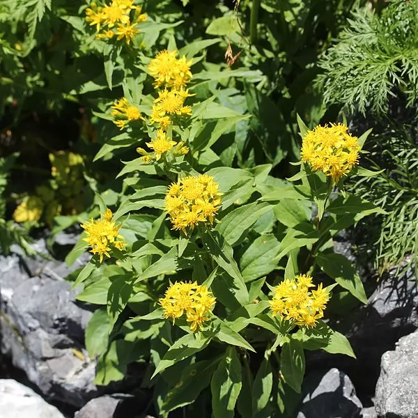 Coltivazione Solidago virgaurea