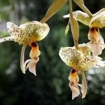Stanhopea