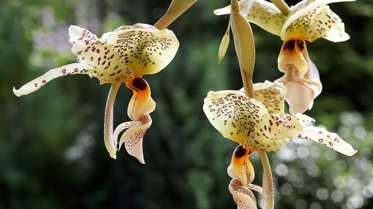 Stanhopea