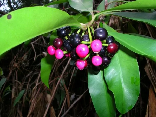 Ardisia elliptica